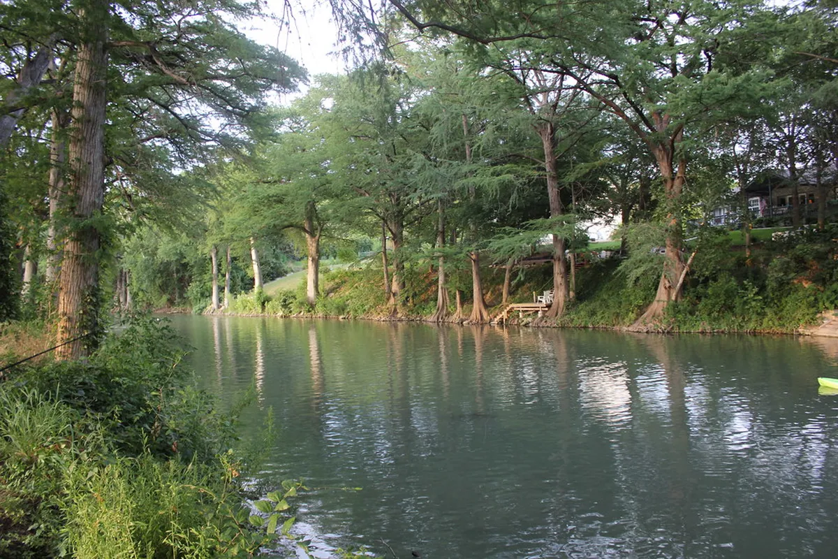 Cypress trees along the Guadalupe River in New Braunfels, Texas